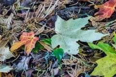 Autumn leaves on the woodland trail