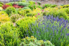 Colurful flowers in Henderson Park