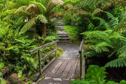 A lush garden path