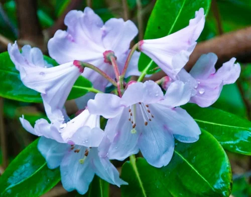 Colonsay House Gardens