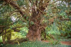 An ancient yew in the Terrace Garden
