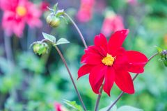 Colourful summer flowers in the Terrace Garden