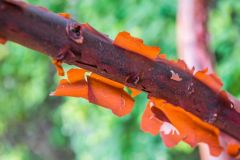 Paperbark Maple near the Reflection Ponds