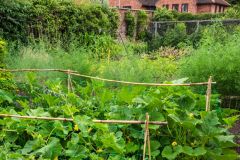 The walled kitchen garden