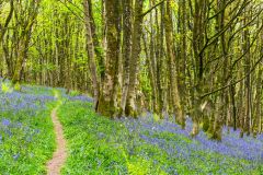 Bluebells on Cothelstone Hill
