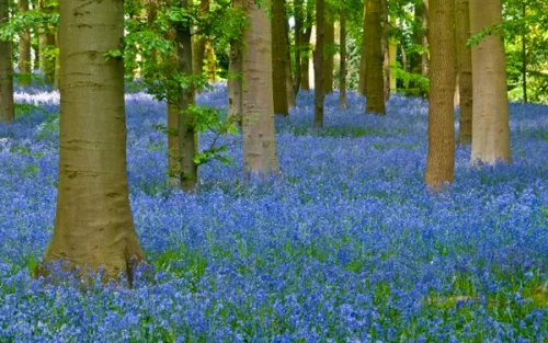 The Bluebell Woods