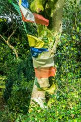 Craigieburn Garden, Prayer flags abound
