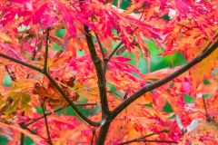 Craigieburn Garden, Bright autumn colours