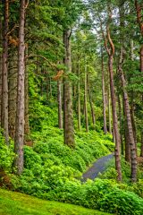 Cragside, The woodland at Cragside