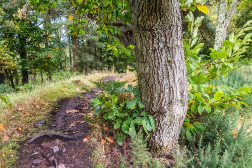 Trees grow from the earthwork bank