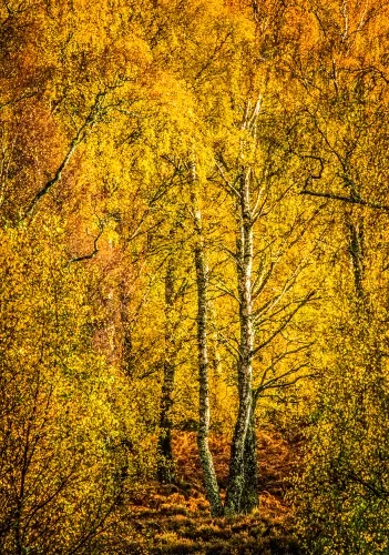 An autumn pallet of orange and yellow leaves