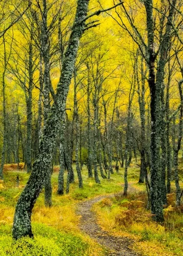 A woodland trail through the reserve