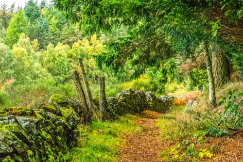 The Craigower Hill Trail leaving Pitlochry