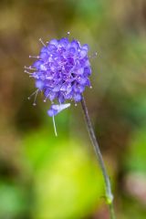 Colourful flowers grow in the pine woodland