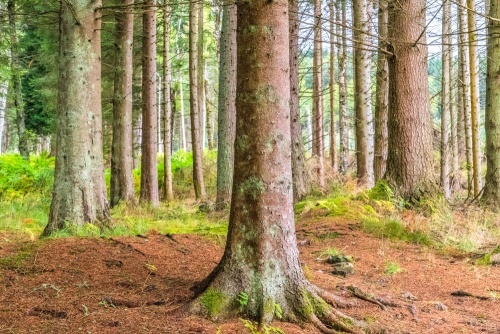 The Trail runs through beautiful pinewoods