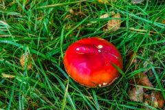 A colourful mushroom beside the Trail
