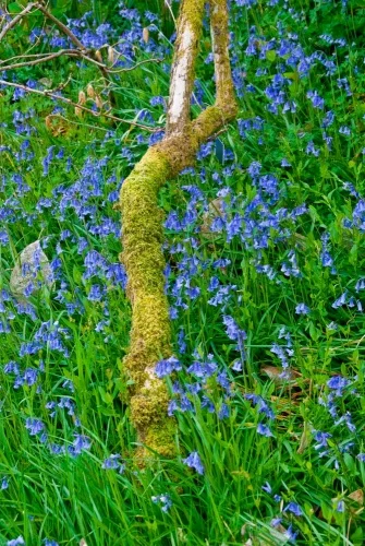 Spring colour beside Crarae Burn