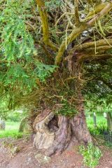 The ancient churchyard yew tree