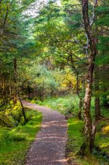 A woodland trail