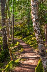 Another of the forest trails