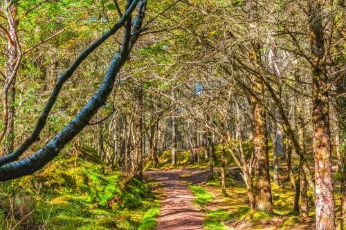 A typical Culag woodland trail