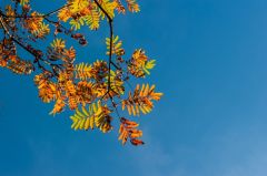 Autumn colours at Culag Woods