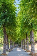 Lime tree avenue through the park
