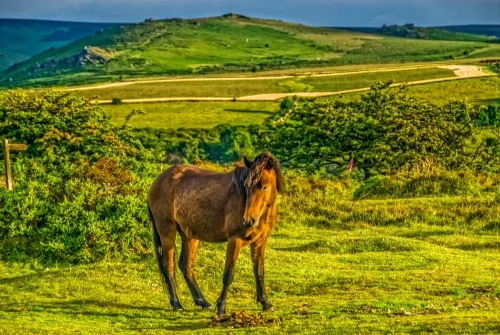 Dartmoor Pony, Saddle Tor
