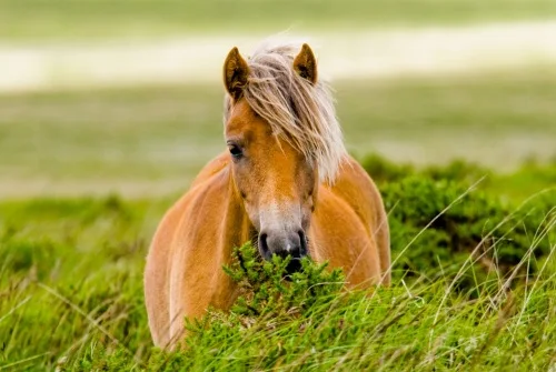 A Dartmoor pony near Sheepstor