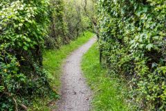 Daws Castle, The trail takes you through a wooded area