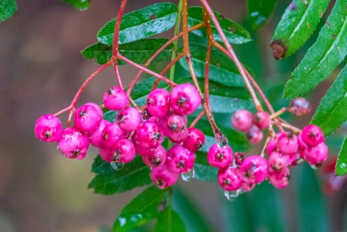 Sorbus Monbeigii, a native of China
