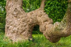 A picturesque old tree beside the Saxon stewpond