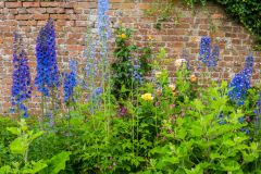 Flowers in the walled garden