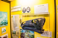 The Dinosaur Museum, An Iguanodon skull on display