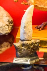 The Dinosaur Museum, Tyrannosaurus Rex tooth from Montana, USA