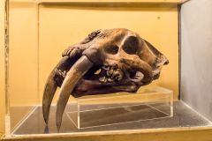 The Dinosaur Museum, A smilodon skull