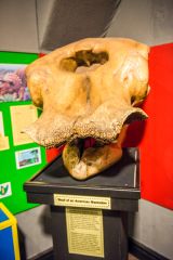 The Dinosaur Museum, An American mastodon skull