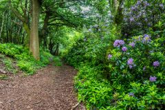 A colourful path through Dinton Woods
