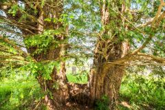 Another view of the ancient yew tree