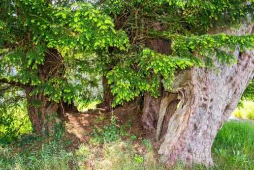 Discoed's 5,000-year-old yew tree