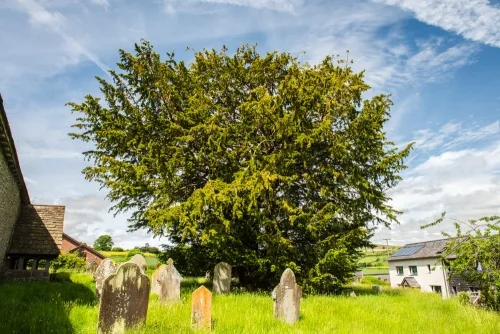 Another look at the ancient yew tree