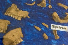 A selection of the Bronze Age 'Hodbarrow Bones'