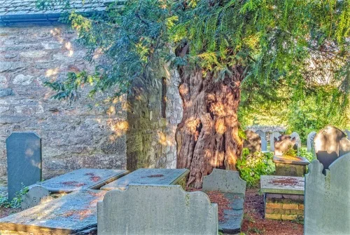 The churchyard yew tree