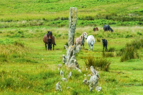 Dartmoor ponies at Drizzlecombe Stone Rows