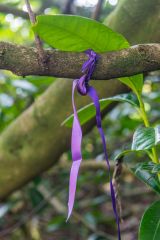Visitors often leave colourful offerings by the well