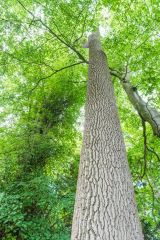 The tallest ash tree in England