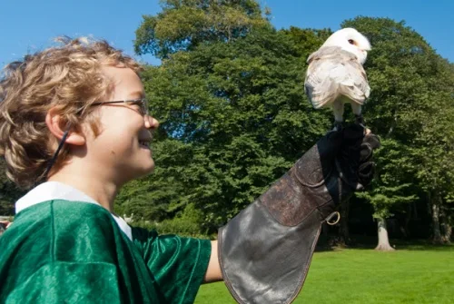 The hawking show in the castle gardens