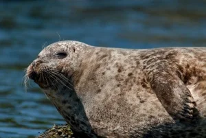 A seal in Loch Dunvegan