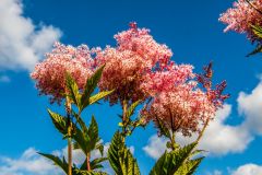 Summer colour at Dyffryn Fernant