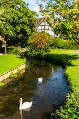 Swans on the River Arrow